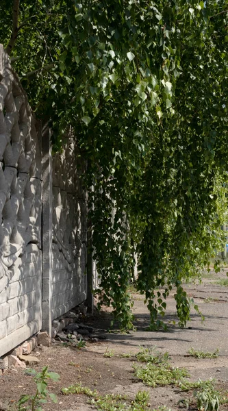 Береза с плотными ветвями и зелеными листьями на улице забор на — стоковое фото