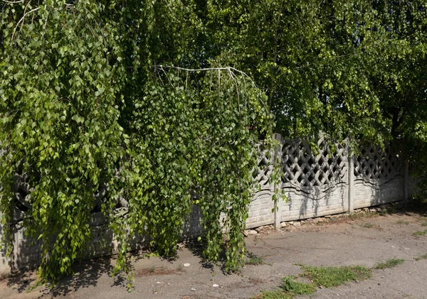 Large branches of birch fall on the trowalk, creating a small s — стоковое фото