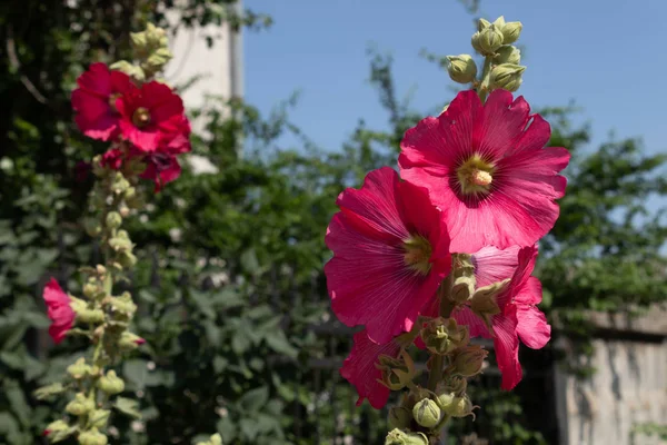 Zwei schöne Stiele mit Blüten und Knospen von gesättigter Farbe sind — Stockfoto