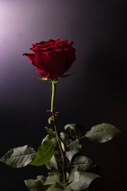 koyu yeşil yaprakları ile yeşil bir kök üzerinde muhteşem bir kırmızı gül 