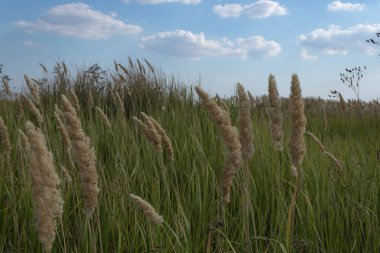 geniş bir alan wi arasında yeşil çim uzun boylu sarı dilleri
