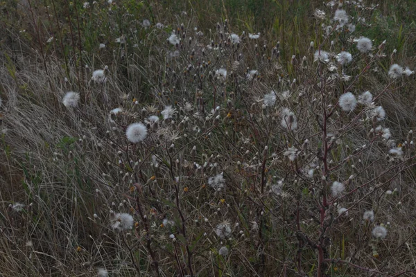 soft white dandelions on red sturdy stalks among dry yellow and