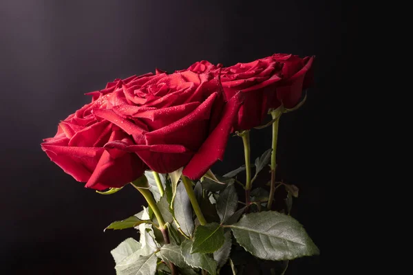 Jasne czerwone róże z białym światłem na czarnej ścianie na długich łodyg — Zdjęcie stockowe