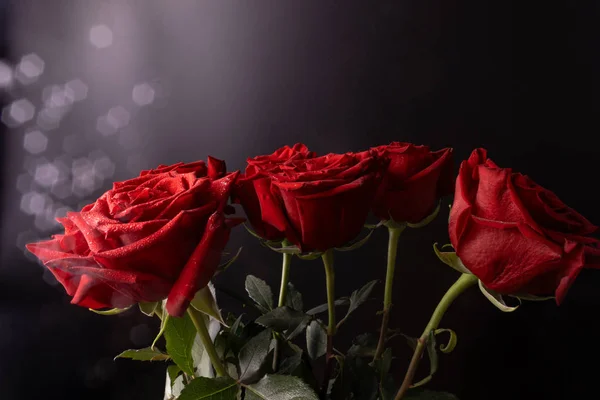 Leuchtend rote Rosen auf schwarzem Hintergrund mit langen Stielen und Stockfoto