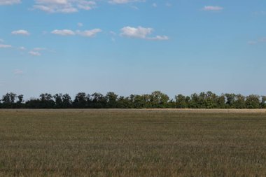 uzakta yeşil uzun ağaçlar ile geniş bir boş sarı alan 