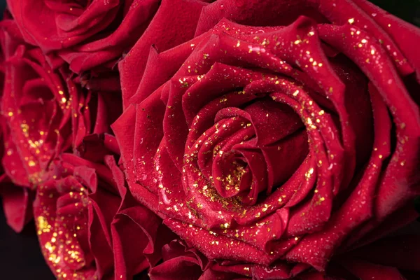 Bukiet róż ciemnoczerwonego koloru jest przedstawiony zbliżenie na da — Zdjęcie stockowe