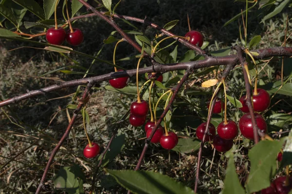 Ciemny czerwony dojrzałe wiśnia jest przedstawiony na gałęzi drzewa na gorącym Summe — Zdjęcie stockowe