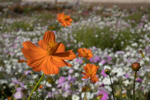 Op een dunne groene Steel met een kleine oranje bloem bij zonnig weer — Stockfoto
