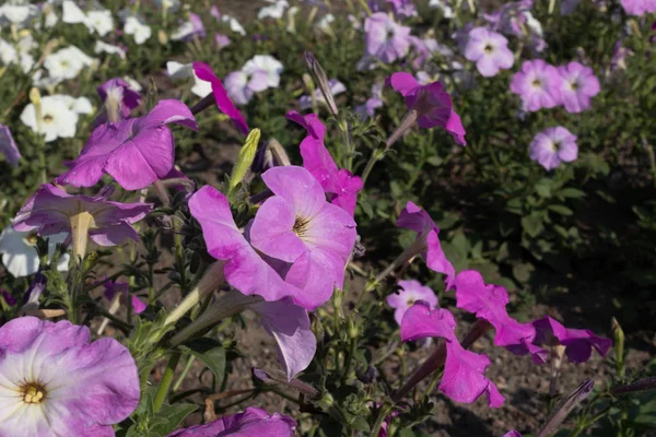 Kleine lila Wildblumen an grünen Sträuchern bei sonnigem Sommerwetter — Stockfoto