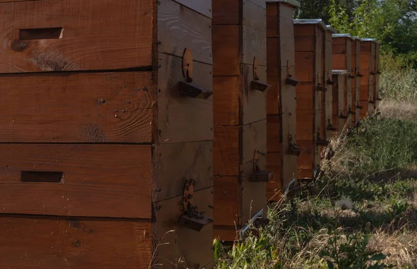 De nombreuses ruches en bois avec des abeilles volantes se tiennent à l'extérieur dans un champ — Photo