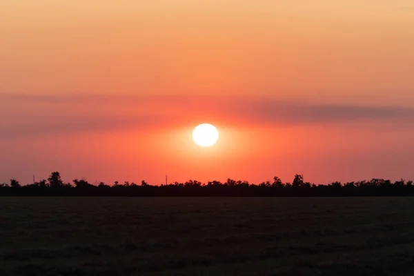 Été coucher de soleil lumineux de rouge dans un champ vide au-dessus des couronnes o — Photo