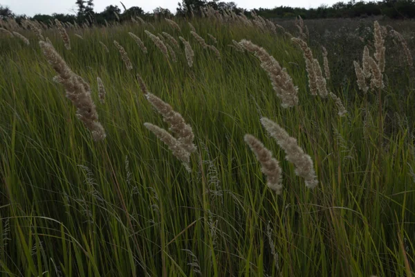 Épillets secs petits et grands avec herbe verte poussent à grou ouvert — Photo