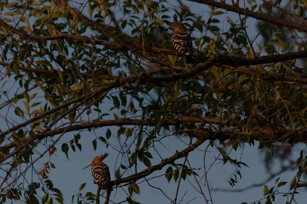 A pair of udotas sitting on branches of bushes looking away from — Stock Photo, Image