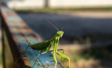 Mavi paslı eski bir korkulukta oturan yeşil bir peygamberdevesi