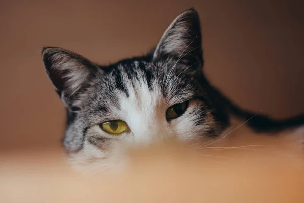 美しい大きな猫の頭のショットをカメラで直接見て 緑の目 驚いている — ストック写真