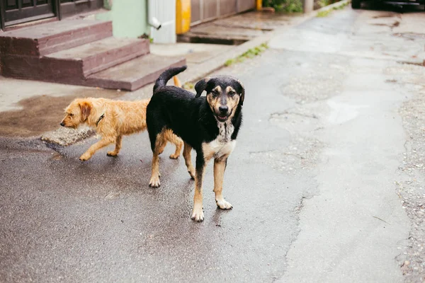 Deux Chiens Solitaires Jour Pluie Marchant Dans Rue — Photo