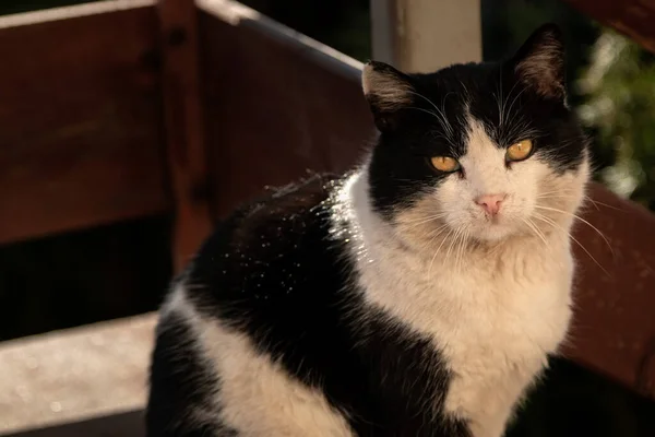 美しい黒と白の色の猫は屋外に座って カメラでまっすぐ見て — ストック写真