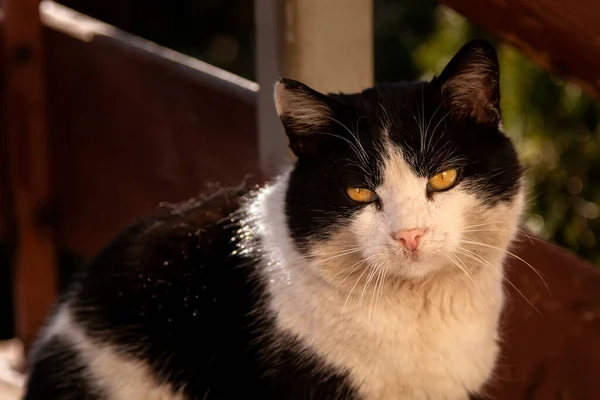 美しい黒と白の猫は屋外に座って カメラでまっすぐ見て — ストック写真