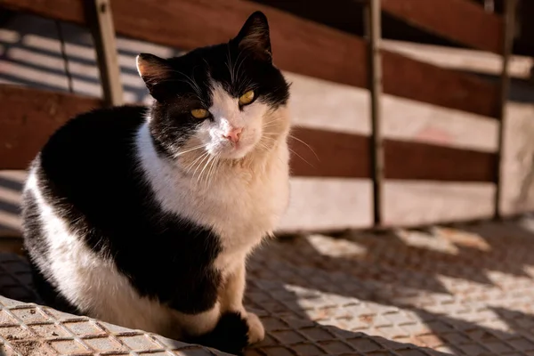 Mooie Zwart Wit Kleur Kat Zit Buiten Kijkt Recht Camera — Stockfoto