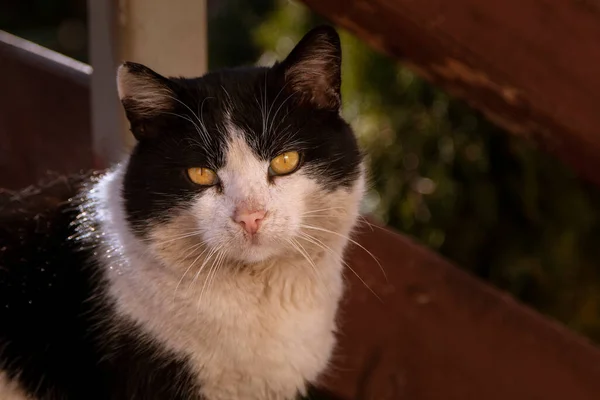 Svart Och Vit Färg Katt Ser Rakt Kameran — Stockfoto