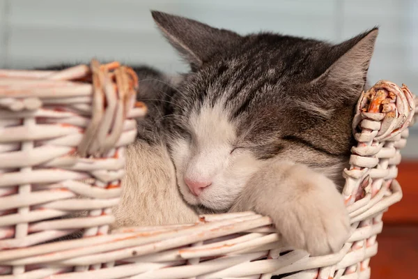Όμορφη Γάτα Κοιμάται Καλάμι Καλάθι Desinged Ειδικά Για Γάτες — Φωτογραφία Αρχείου