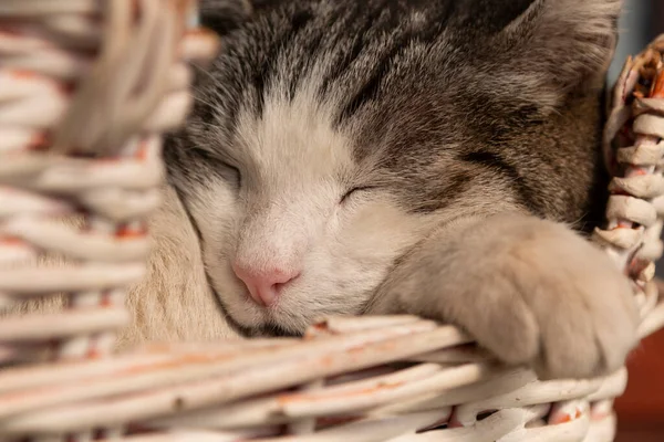 Krásná Kočka Spí Rákosí Koše Desinged Speciálně Pro Kočky — Stock fotografie