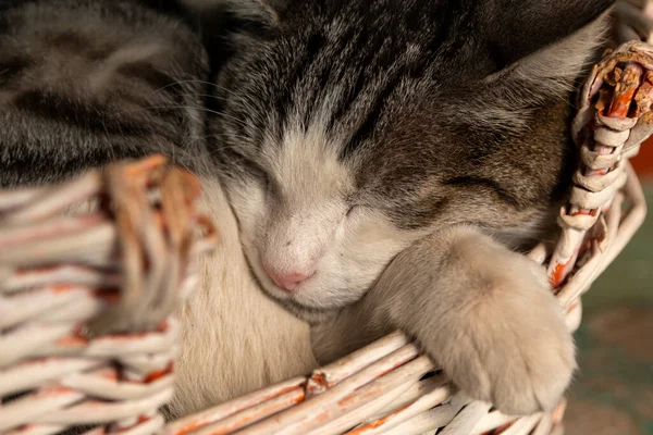 Όμορφη Γάτα Κοιμάται Καλάμι Καλάθι Desing Ειδικά Για Γάτες — Φωτογραφία Αρχείου