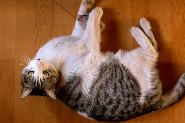Mooie Mannelijke Kat Liggend Vloer Spelen Met Speelgoed Omhoog Kijkend — Stockfoto