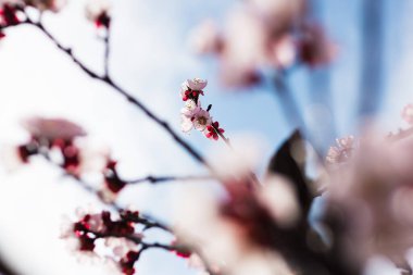 Kayısı ağacının çiçek açtığı Colofrul pınarı, güçlü arka plan ışığı.