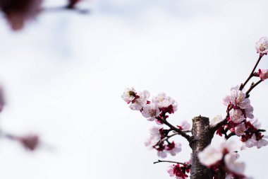 Kayısı ağacının çiçek açtığı Colofrul pınarı, güçlü arka plan ışığı.