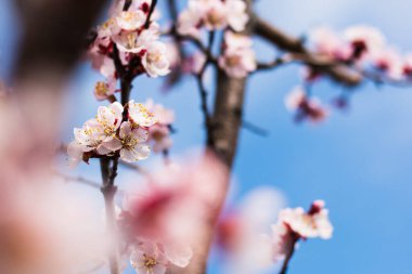 Kayısı ağacının çiçek açtığı Colofrul baharı, arka planda mavi gökyüzü.