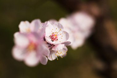 Kayısı ağacının çiçek açtığı Colofrul pınarı