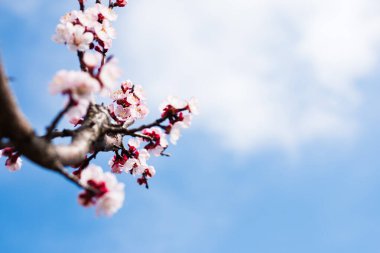 Kayısı ağacının açtığı Colofrul baharı, arka planda güneşli bulutlar.
