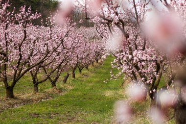 Kayısı ağaçlarının rengarenk baharı