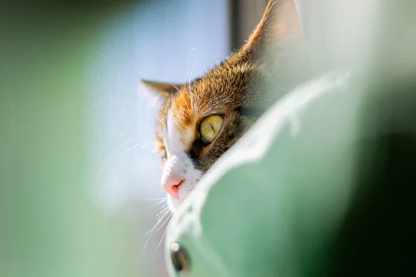 Zblízka Záběr Krásné Kočky Slunný Den Při Pohledu Okna — Stock fotografie