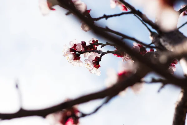 Kayısı ağacının çiçek açtığı Colofrul pınarı, güçlü arka plan ışığı, güneşli bir gün 