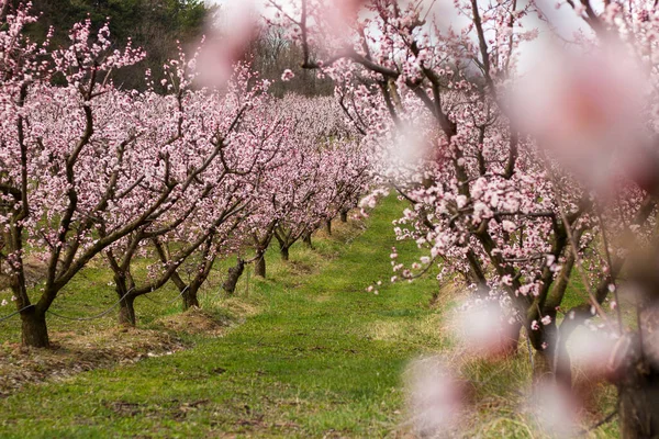 Farbenfrohe Frühjahrsblüte Der Marillenbäume — Stockfoto