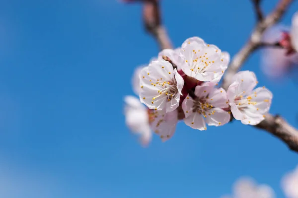 Kayısı ağacının çiçek açtığı Colofrul baharı, arka planda mavi gökyüzü.