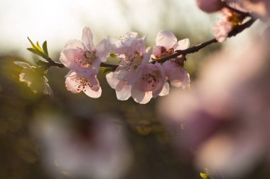 Colofrul ilkbahar kiraz çiçeği, güzel sırtı aydınlık