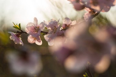 Colofrul ilkbahar kiraz çiçeği, güzel sırtı aydınlık