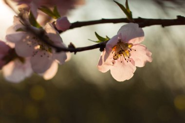 Colofrul ilkbahar kiraz çiçeği, güzel sırtı aydınlandı ve bokeh 