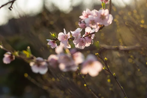 Colofrul Flor Cereja Primavera Belo Traseiro Iluminado — Fotografia de Stock
