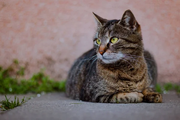 Домашняя Кошка Табби Лежит Земле Смотрит Своими Большими Зелеными Глазами — стоковое фото