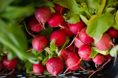 Plastik kutuda taze turplar, markette satılmaya hazır. Üst görünüm