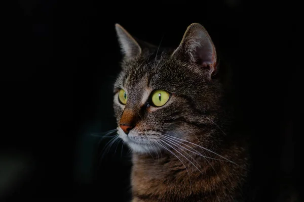 Low Key Lichtportret Van Mooie Tabby Kat — Stockfoto