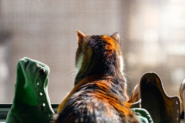Kočka Dívá Přes Okenní Záchrannou Síť — Stock fotografie