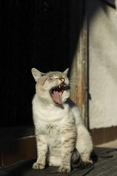 Gri Kedi Kapının Önünde Esniyor Öğleden Sonra Güneşinin Tadını Çıkarıyor — Stok fotoğraf