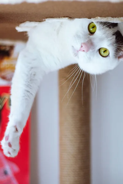 Yeşil Gözlü Güzel Beyaz Kedi Baş Aşağı Bakıyor Neşeli Görünüyor — Stok fotoğraf