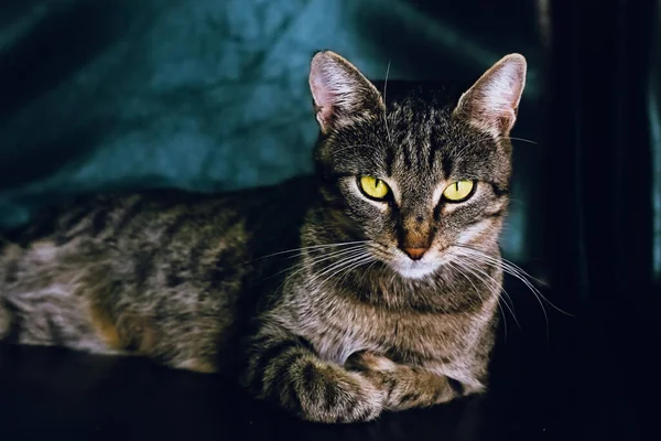 美しいタビー猫黒いソファの上に横たわる 不思議なことにカメラをまっすぐ見て 大きな緑の目を大きく開いて — ストック写真