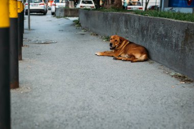 Büyük kahverengi sokak köpeği sıcak yaz öğleden sonra kaldırımda dinleniyor.. 